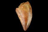 Serrated, Raptor Tooth - Real Dinosaur Tooth #163853-1